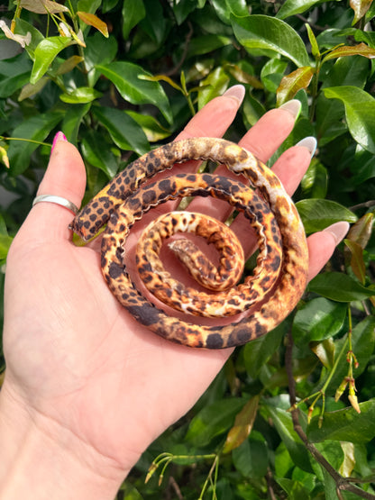 Spiralocks Bendable Hair Ties Drop 2